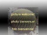 Neoporteria curvispina FA.jpg